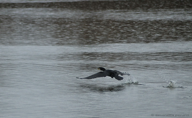Cormorani - Phalacrocorax carbo